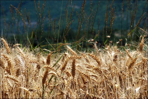 Vers Banon-PhotosLP Fallot-2011 (8).jpg