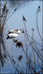 Cygnes sur le Var-PhotosLP Fallot.jpg