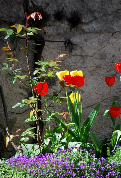 Tulipes-Méailles-Avril 2011-PhotosLP Fallot.jpg