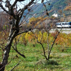 Automne- Haute-Provence- Novembre 2009-PhotosLP Fallot.JPG