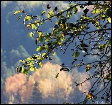 Automne-PhotosLP-2OO8.jpg