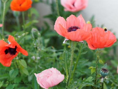 pavot  d''orient,fleurs,coquelicot