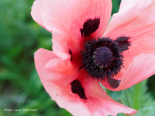 pavot  d''orient,fleurs,coquelicot