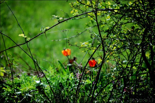 Tulipes-Méailles-Avril 2011-PhotosLP Fallot (3).jpg