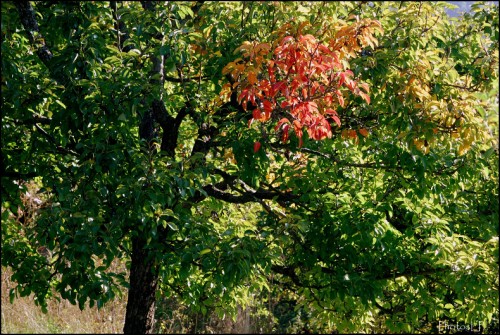 Octobre à Méailles-Photos LP Fallot (2).jpg