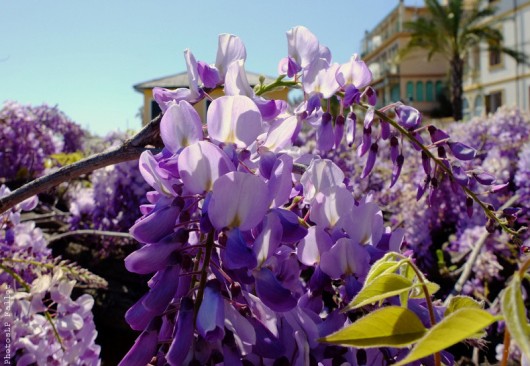 Glycine à San Remo-PhotosLP Fallot (4).jpg