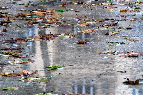 Pluie diluvienne-Feuilles-Cagnes-PhotosLP Fallot   .jpg