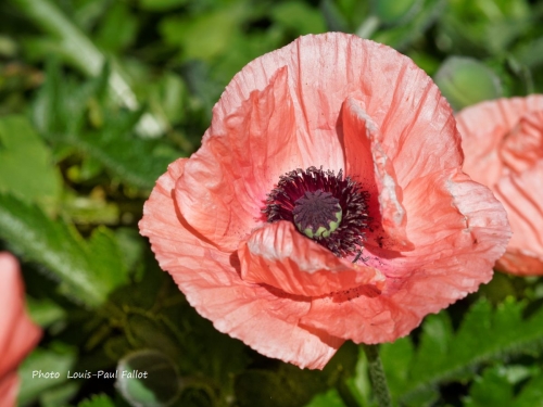 pavot  d''orient,fleurs,coquelicot