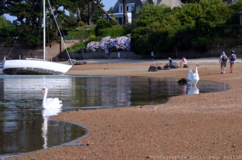 Un cygne avance sur l'eau-PhotosLP Fallot (1).jpg