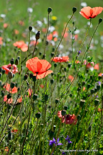 Fleurs fin juin à Méailles-PhotosLP Fallot.JPG