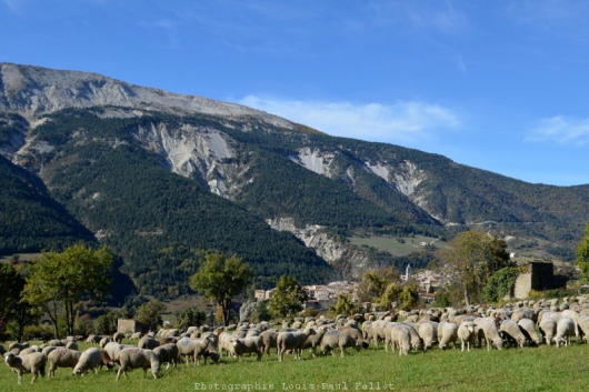 haute-provence,automne,bleu,festival du livre,colmars les alpes,fête de la châtaigne,le fugeret,méailles,annot,train des pignes,locomotive à vapeur,affiche,patrick moya,ernest di gregorio,éditions baie des anges