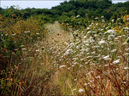 Sur les chemins de Kerguilloté 1-PhotosLP Fallot   (20).jpg