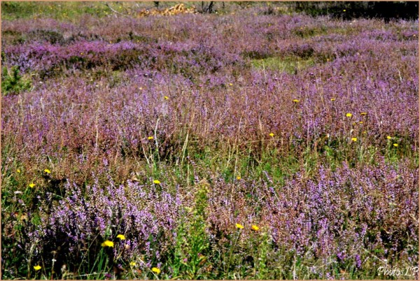 Fleurs de septembre-PhotosLP-2010 (2).jpg