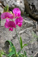 chemin,marcher,entrevaux,vacances 2011,haute-provence