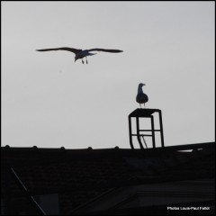 Les Jonathan sur un toit-PhotosLP-2009.jpg