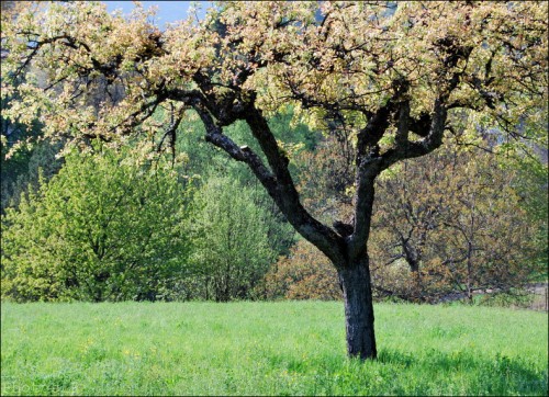 Après l'hiver-PhotosLP Fallot-avril 2011 (2).jpg