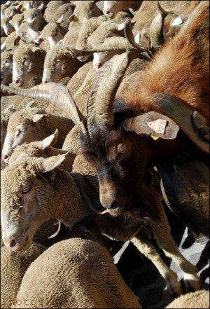 fos sur mer,fête de la crau,transhumance,photo