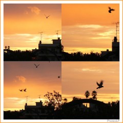La danse des pigeons au petit matin-PhotosLP-2008.jpg