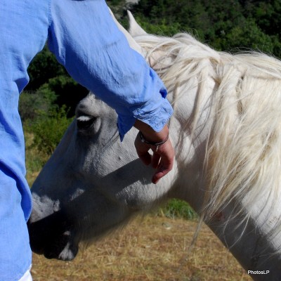 Chevaux en Haute-Provence-PhotosLP Fallot.JPG