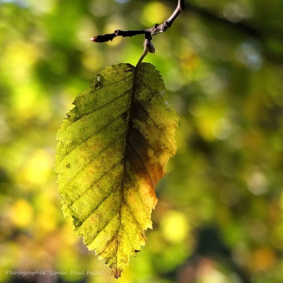 Bourgeon-PhotosLP Fallot.JPG