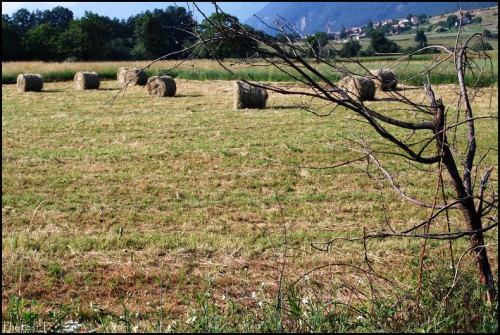 Bottes de foin à Méailles-PhotosLP Fallot.jpg