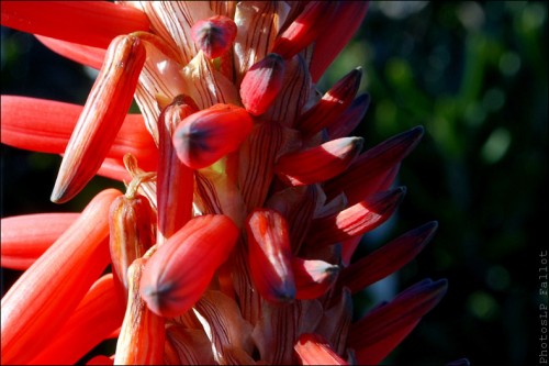 Fleurs en hiver-PhotosLP Fallot (7).jpg