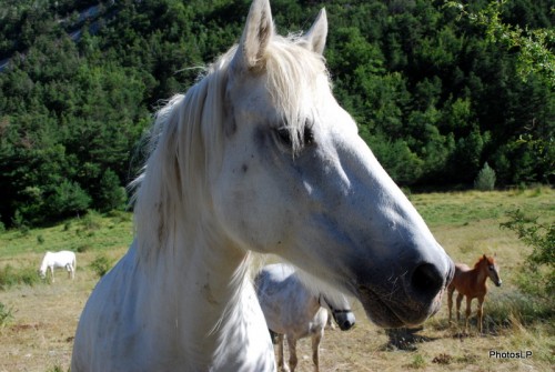 Chevaux en Haute-Provence-PhotosLP Fallot (3).JPG