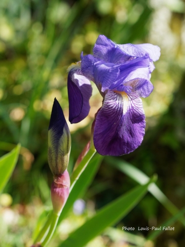 Iris_P4120164_DxO Copie.jpg