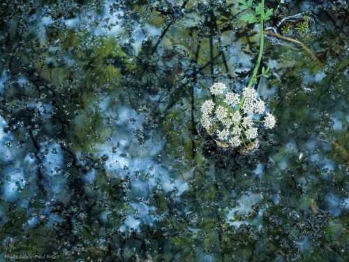 photo,ariaga,blog,insolite,partage,spiritualité,marais,kerguilloté