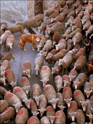 transhumance,méailles,photo