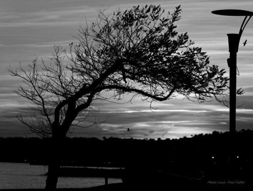 poème,l'amour la poésie,arbre,bord de mer,paul éluard