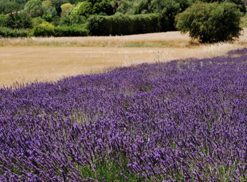 haute-provence,vacances 2011,banon,giono,lavande